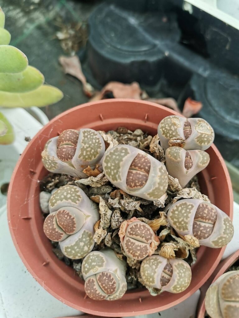 Lithops mix