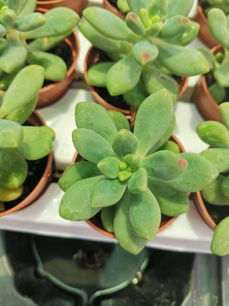 Pachyphytum sp Green