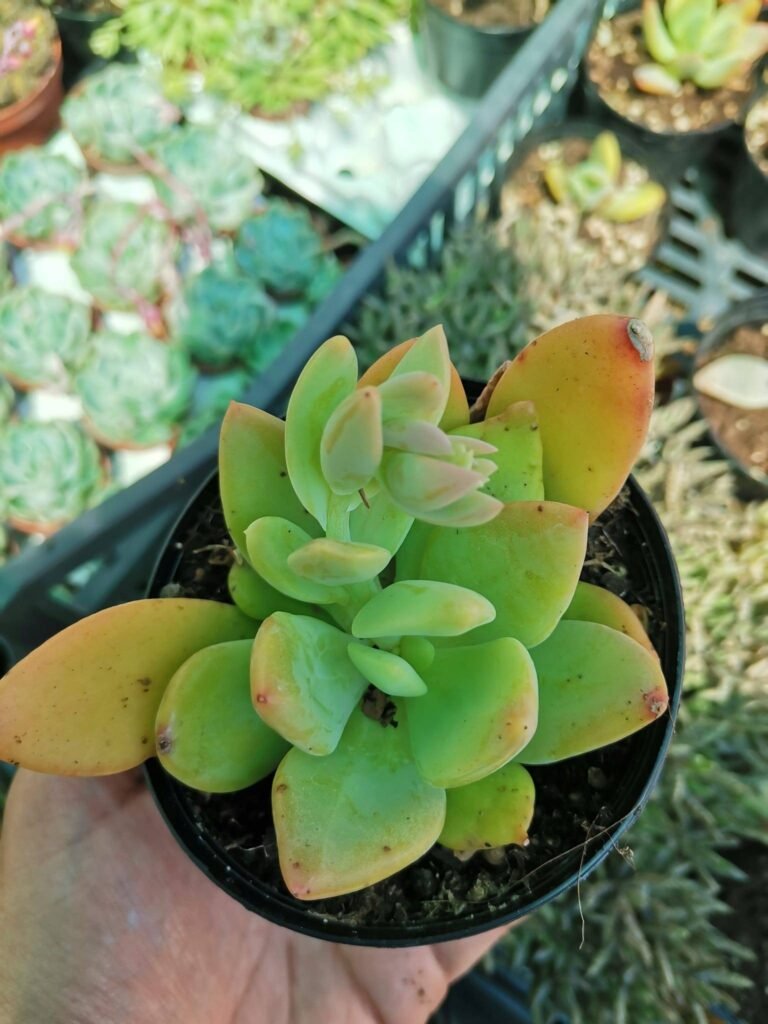 Pachyveria Cypress