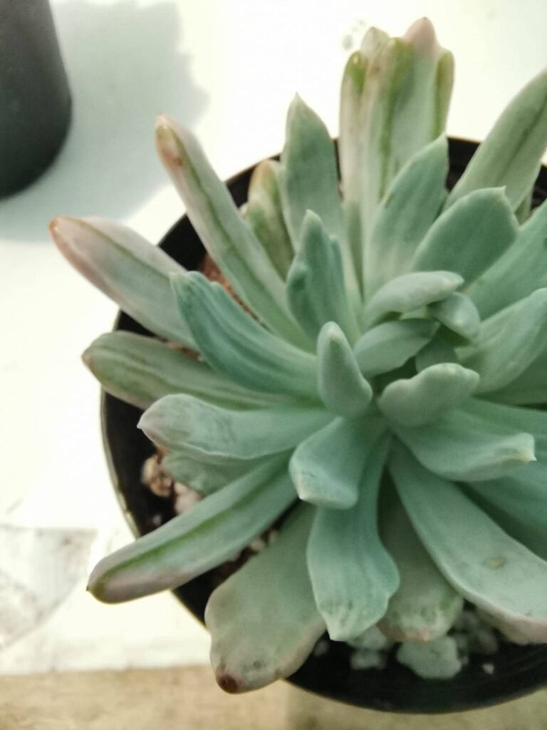 Pachyveria Scheideckeri Variegata