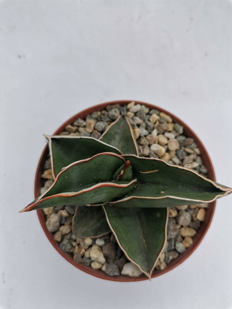 Sansevieria Ehrenbergii Samurai