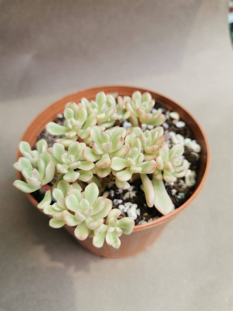 Sedum Joyce Tulloch Variegata