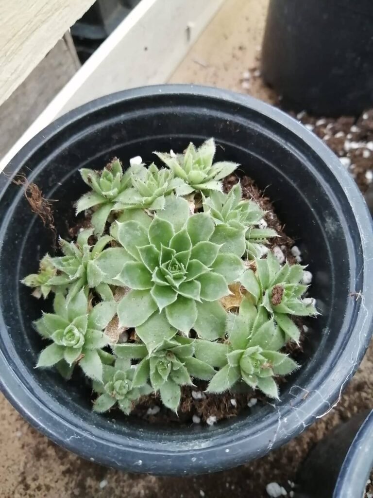 Sempervivum Heuffelii
