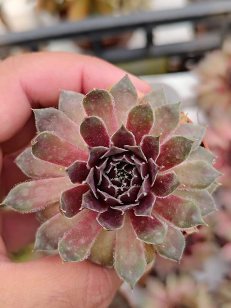 Sempervivum Royal Ruby