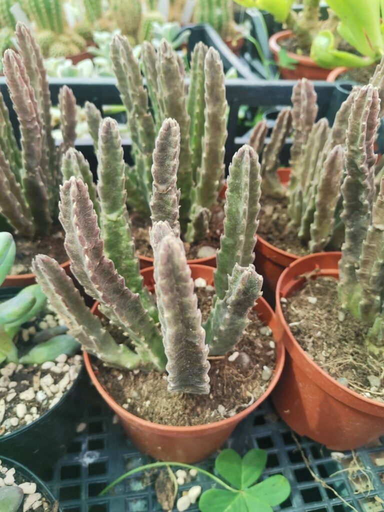 Stapelia Hirsuta