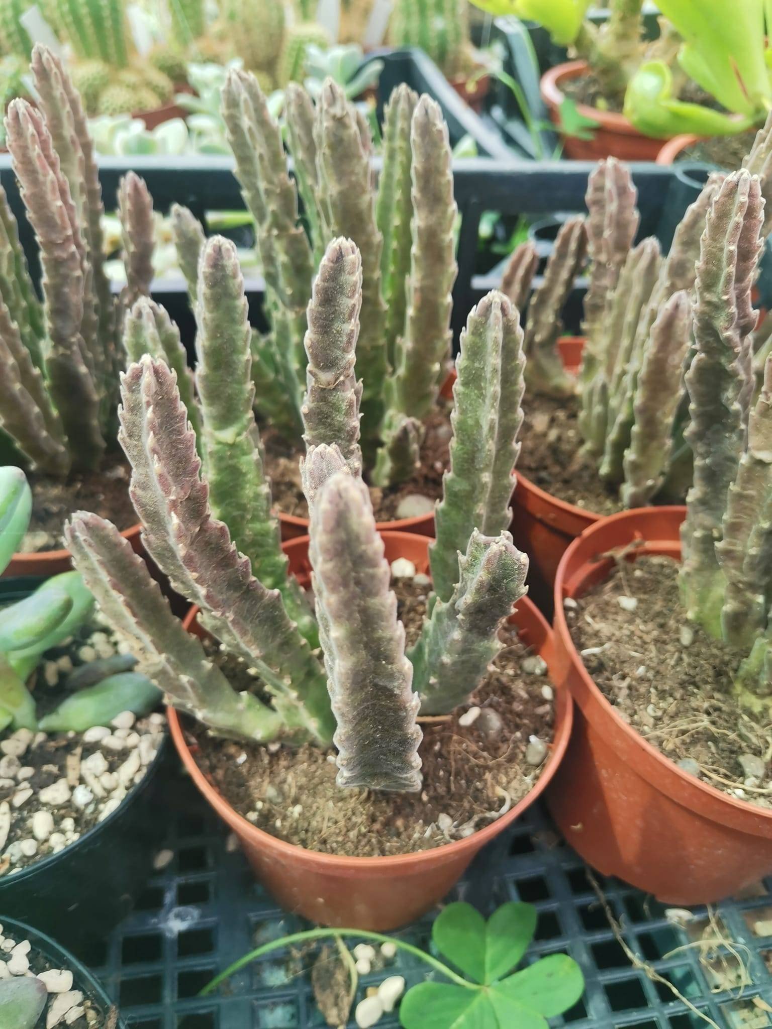 Stapelia Hirsuta