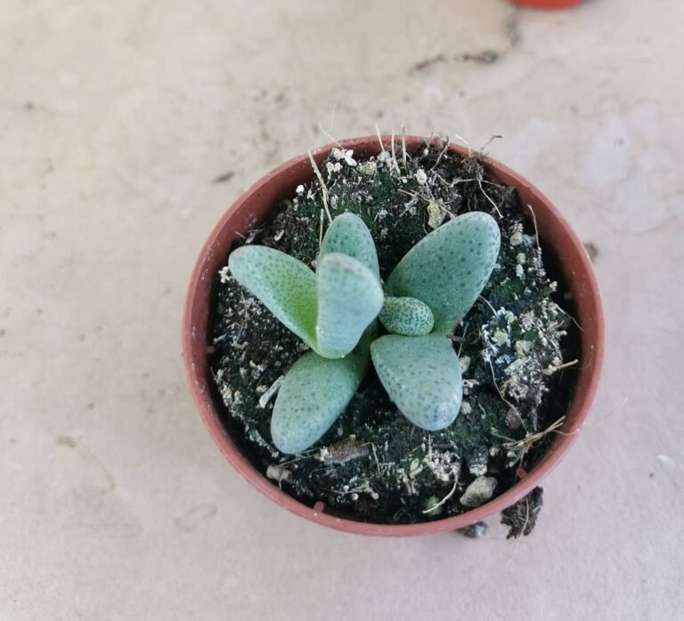 Pleiospilos Simulans