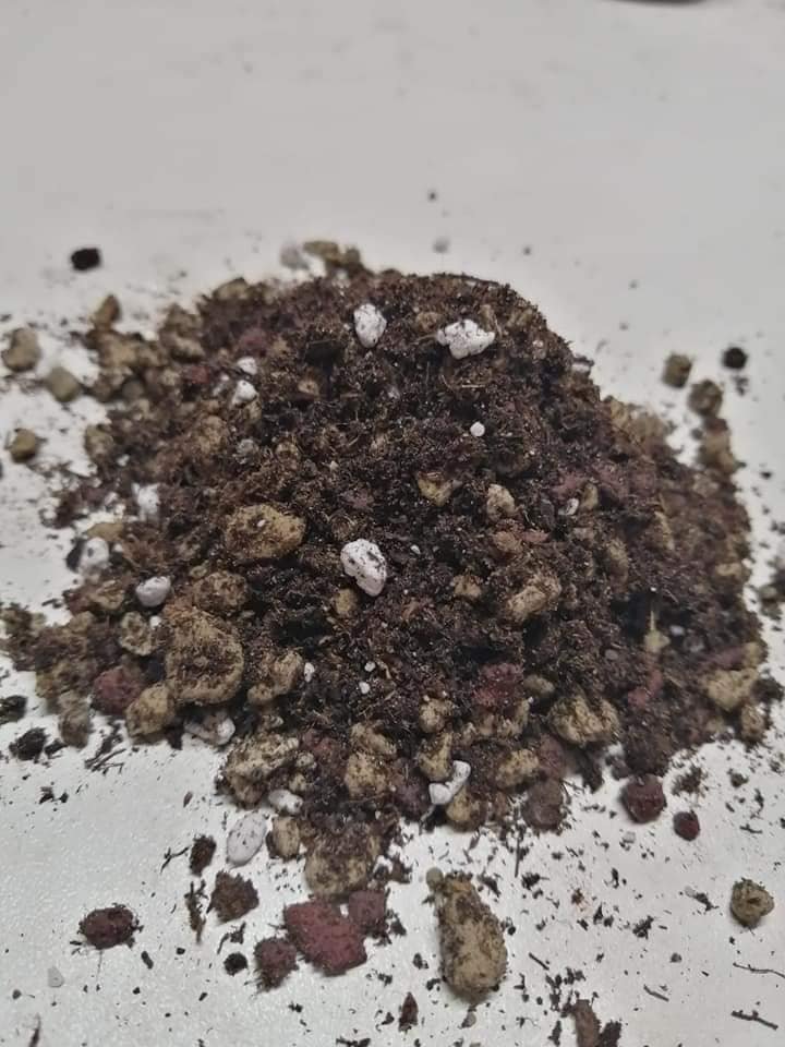 Terriccio per Hoya