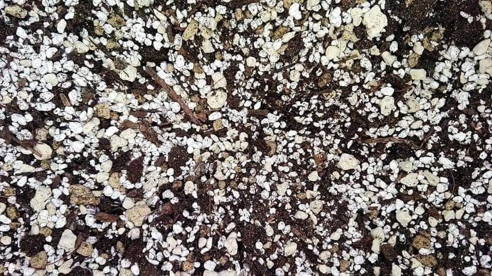 Terriccio mix per Piante Grasse