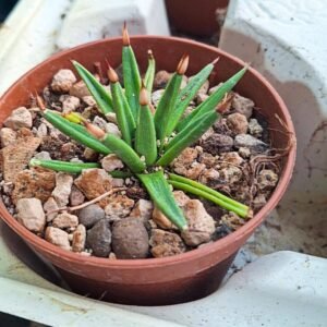 Agave Albopilosa