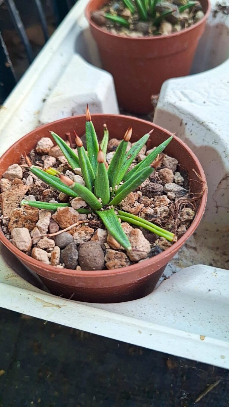 Agave Albopilosa