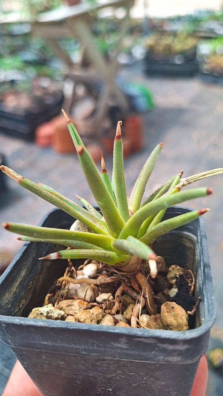 Agave Albopilosa