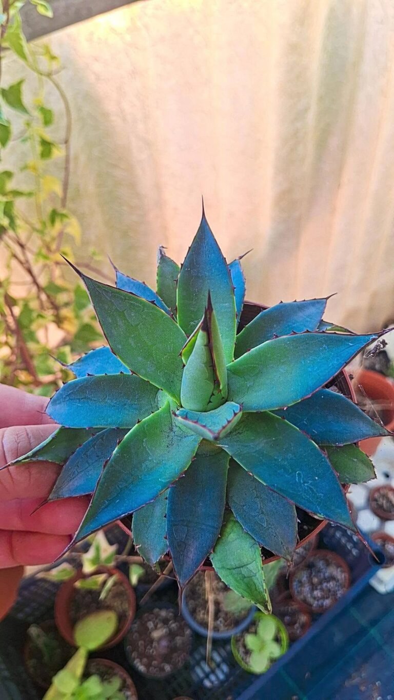 Agave Horrida