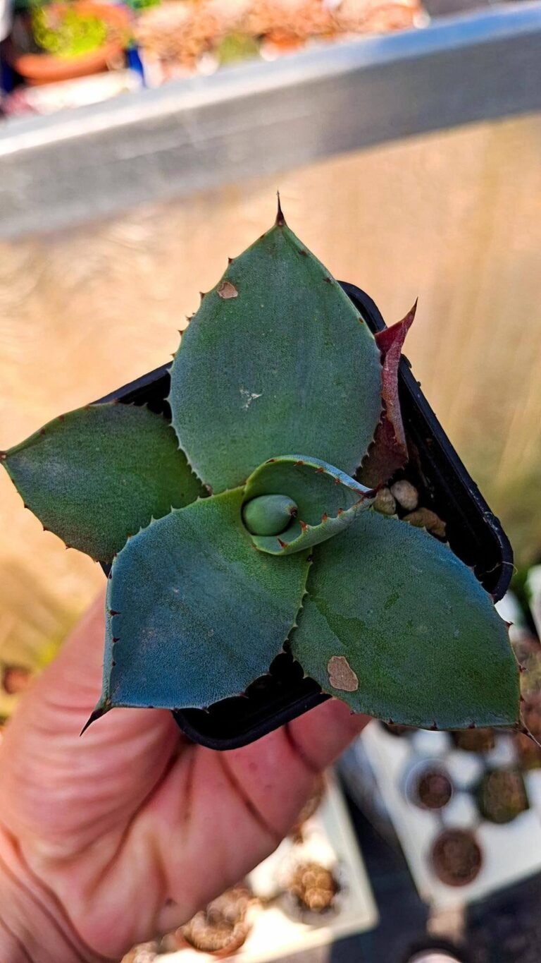 Siracactus-agave-Agave-potatorum-1.jpg