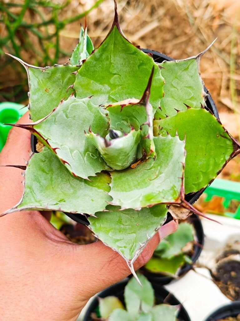 Agave Potatorum