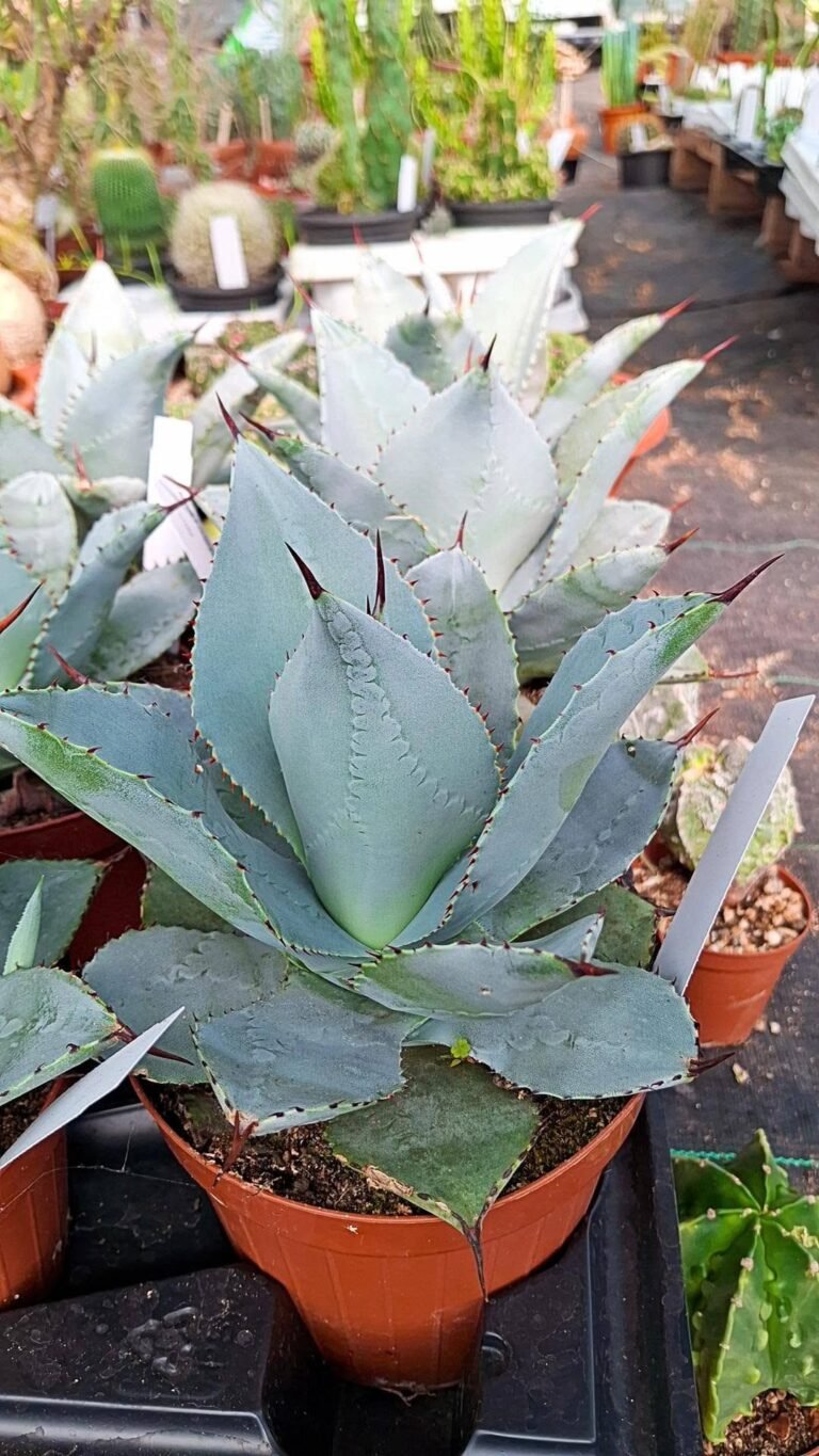 Agave Pygmaea Dragon Toes