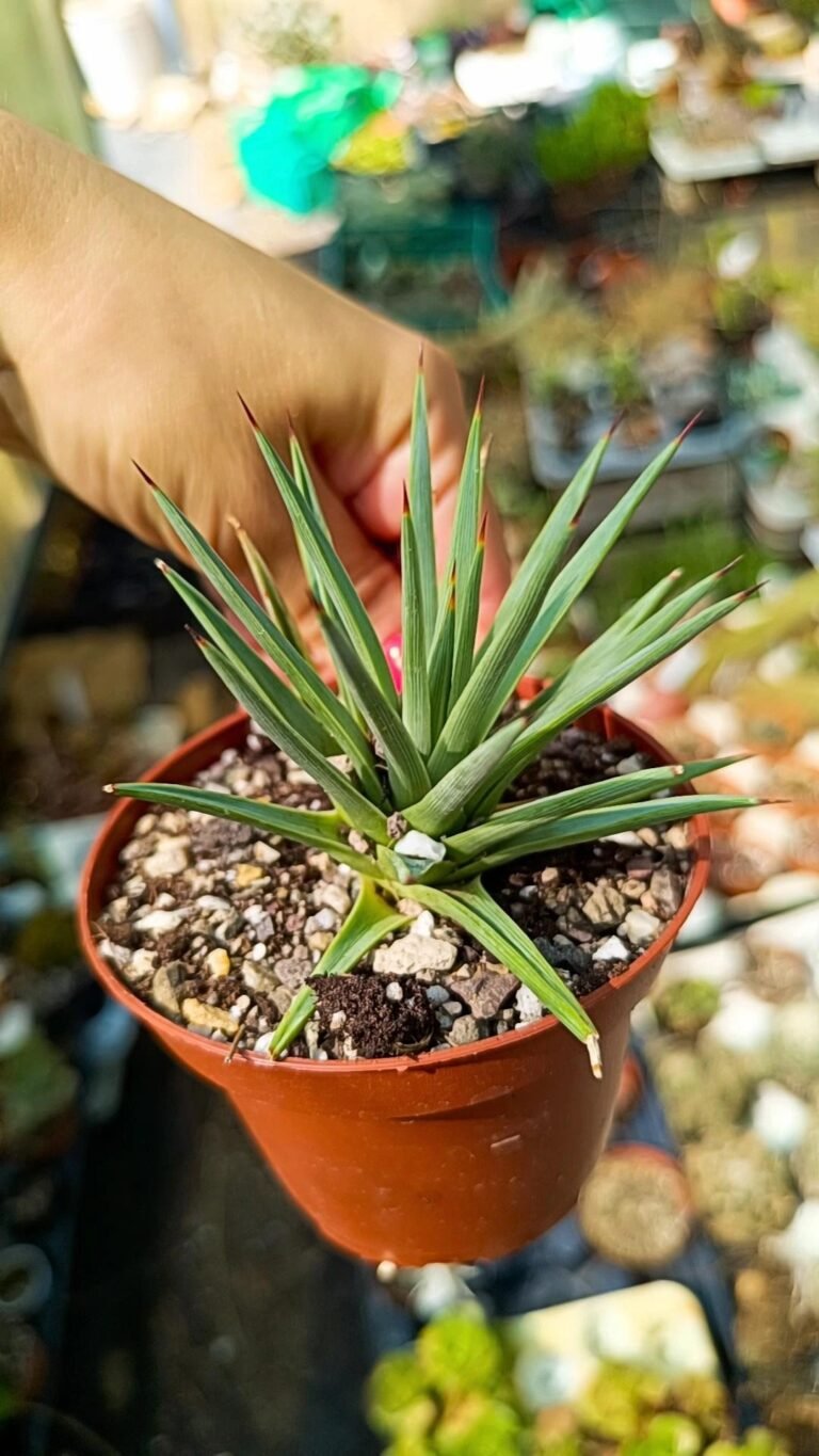 Agave rzedowskiana