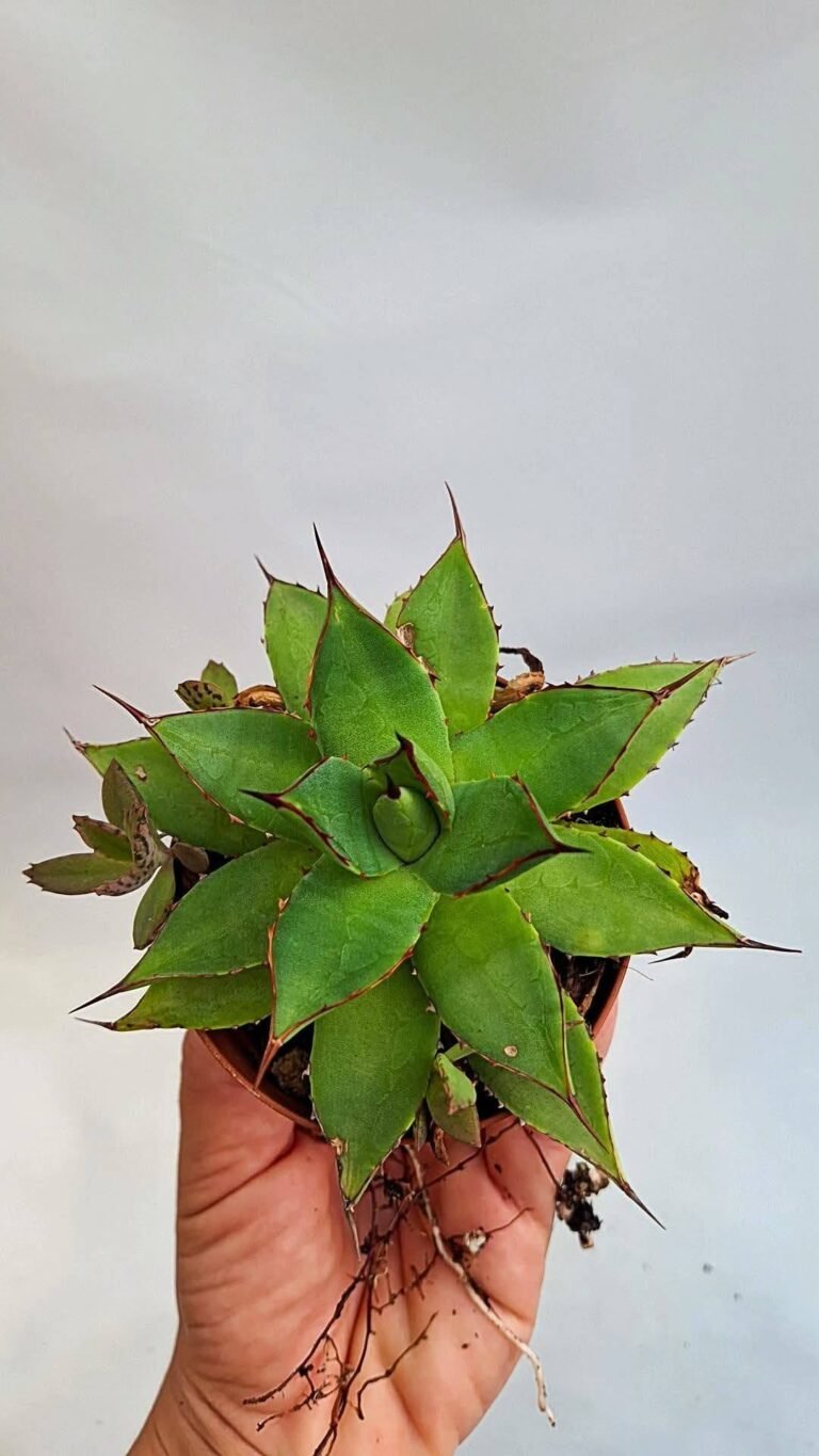 Agave sp