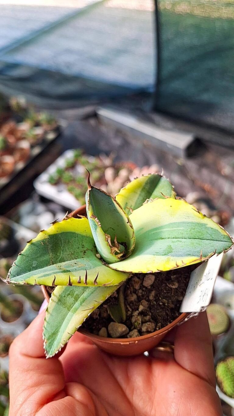 Agave titanota White ice Variegata