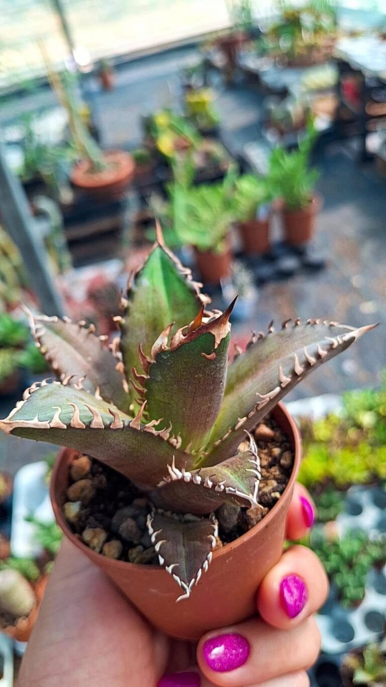 Agave titanota catweazle red