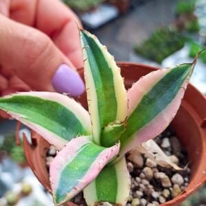 Agave titanota snaggletooth Variegata