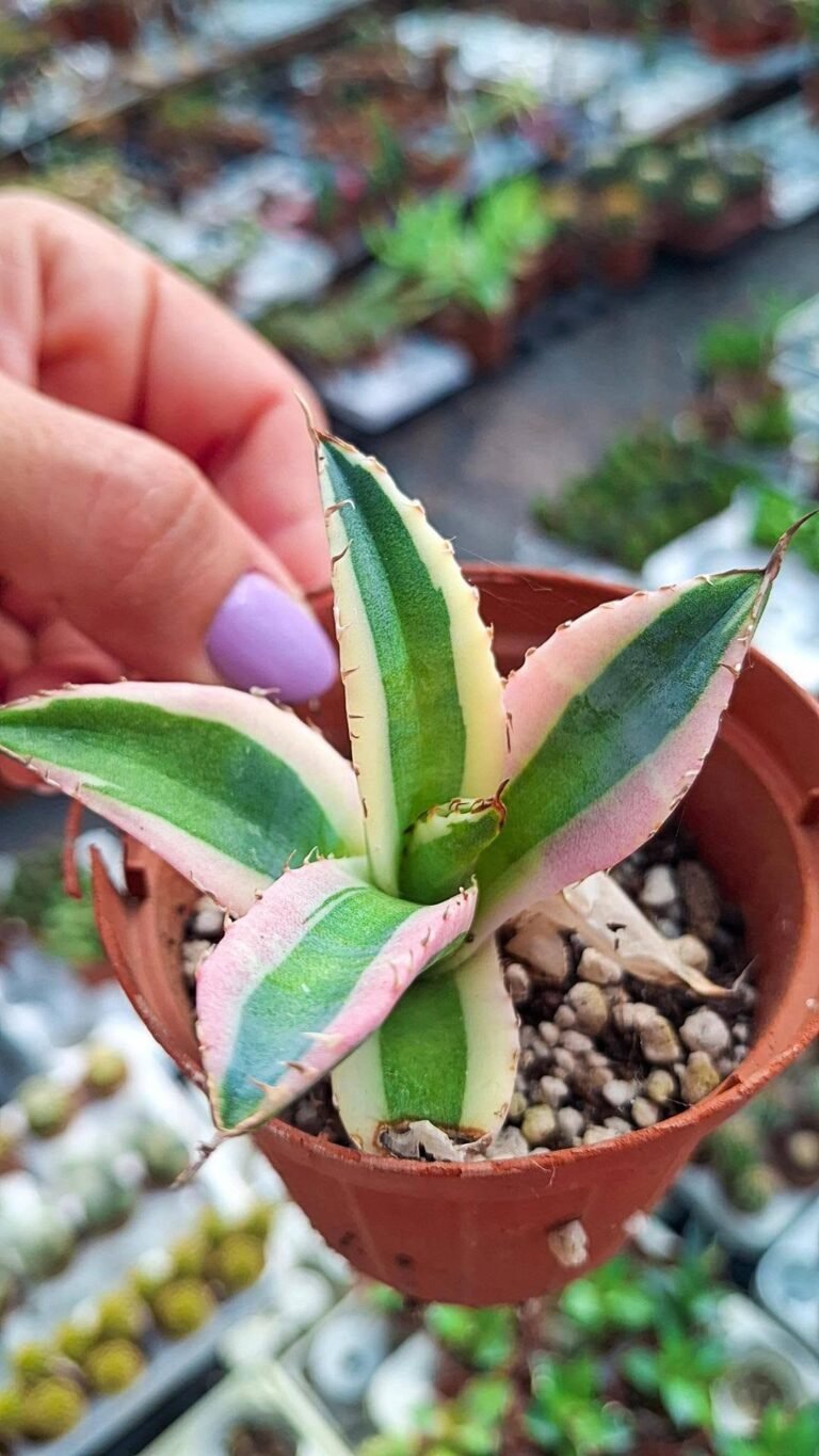 Agave titanota snaggletooth Variegata