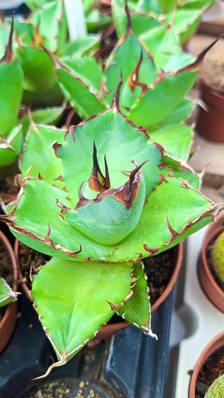 Agave titanota thunder