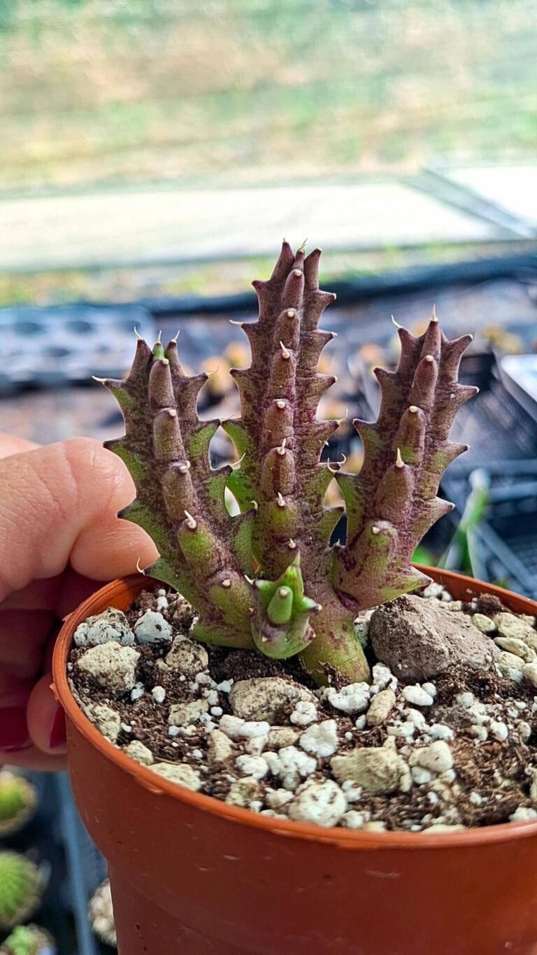 Tridentea gemmiflora