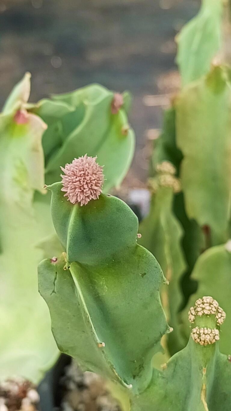 Caralluma Speciosa accestita