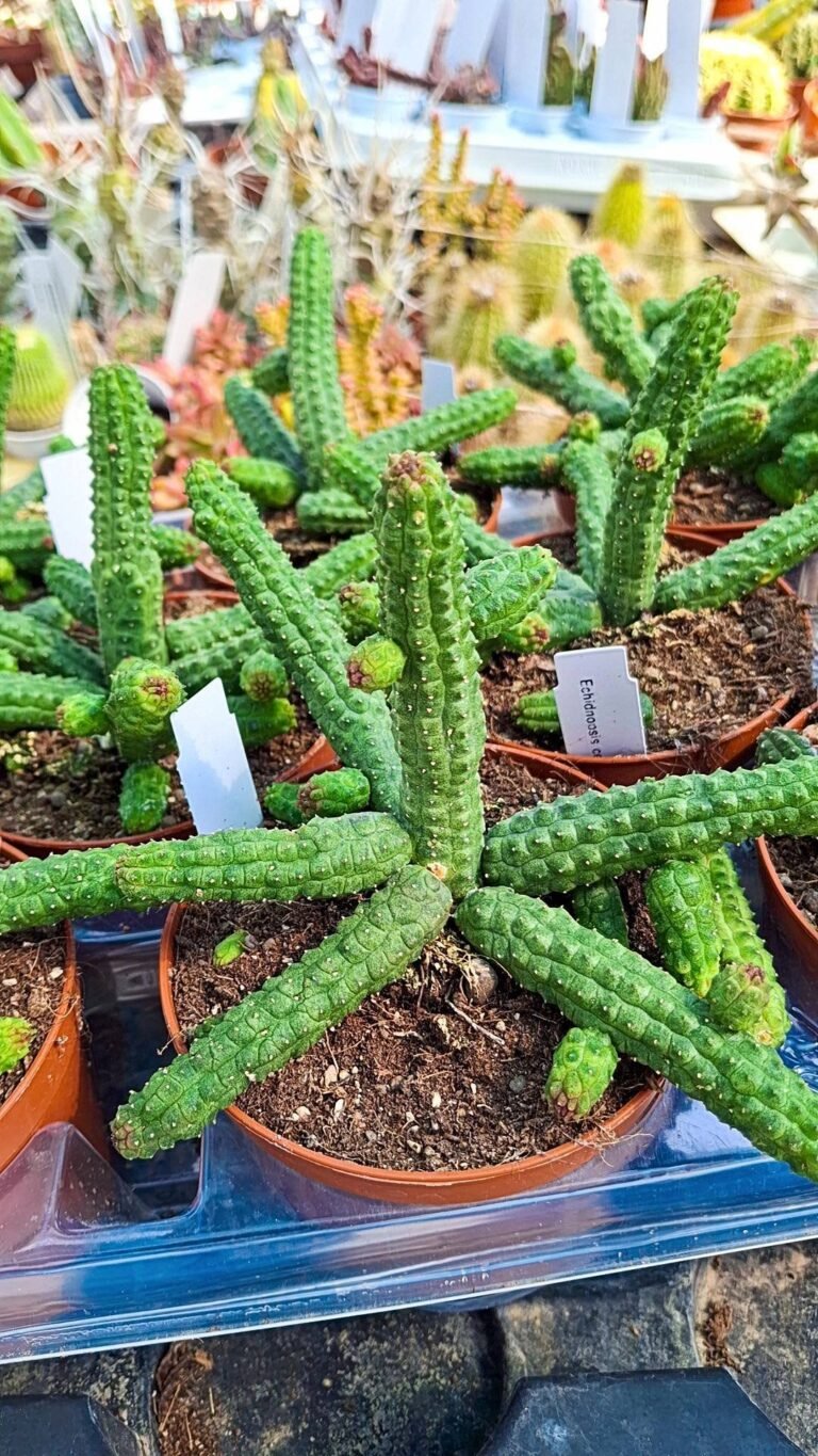 Siracactus-asclepiadaceae-Echidnopsis-cereiformis.jpg