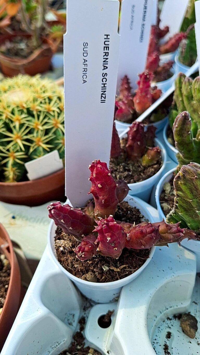 Siracactus-asclepiadaceae-Huernia-schinzii.jpg