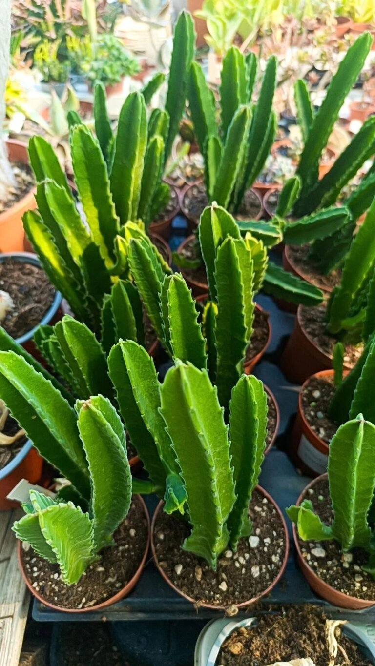 Stapelia Gigantea