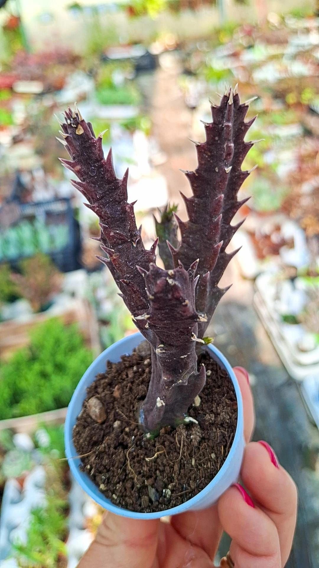 Stapelia Sp