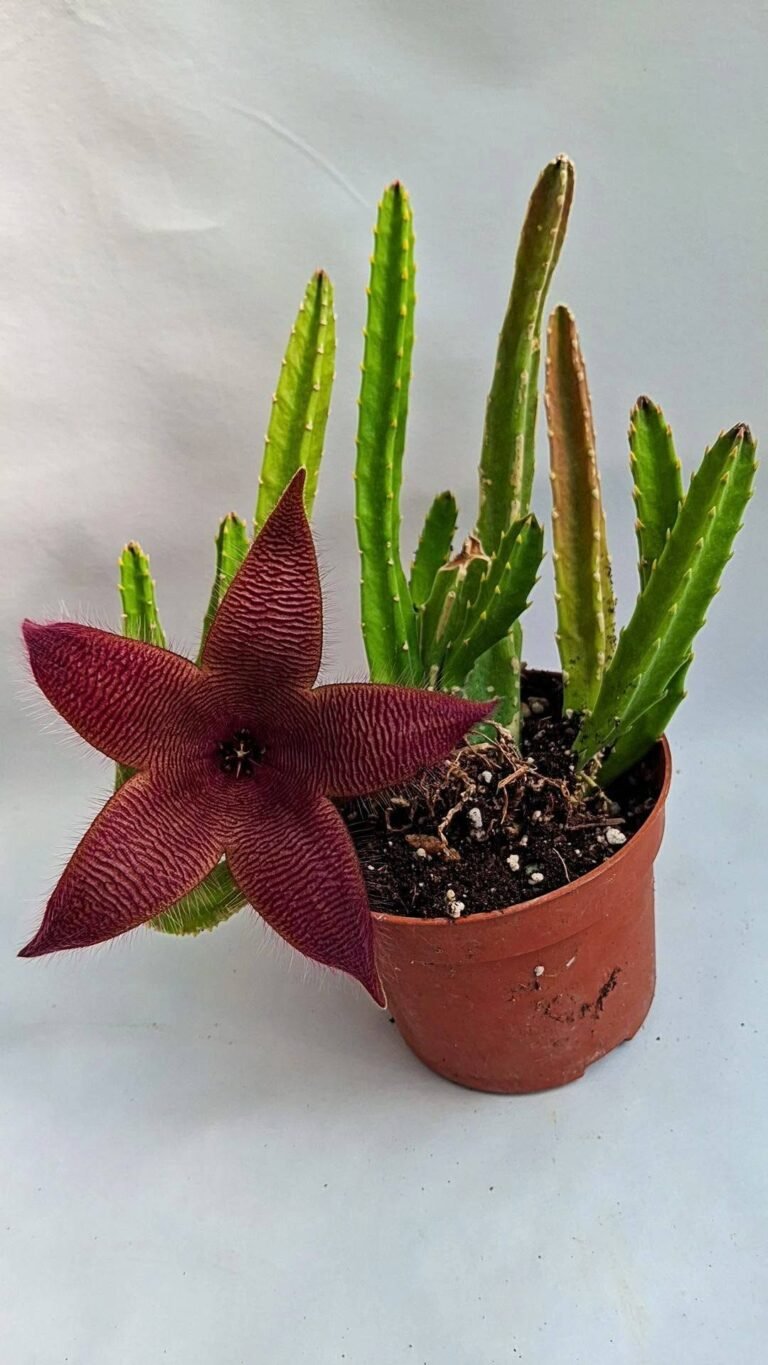 Stapelia grandiflora