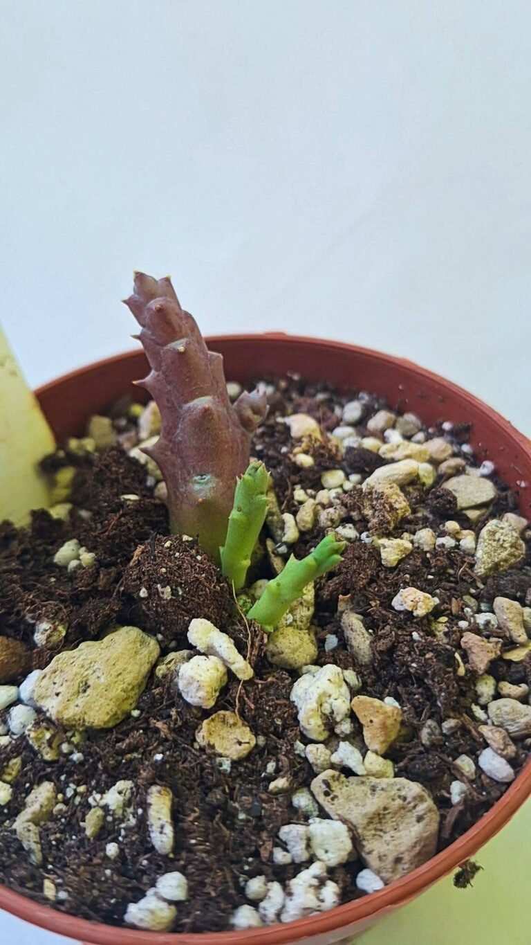 Stapelia marmorata Variegata