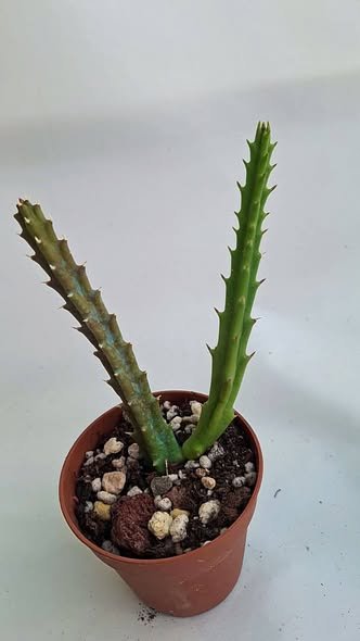Stapelia Mutabilis
