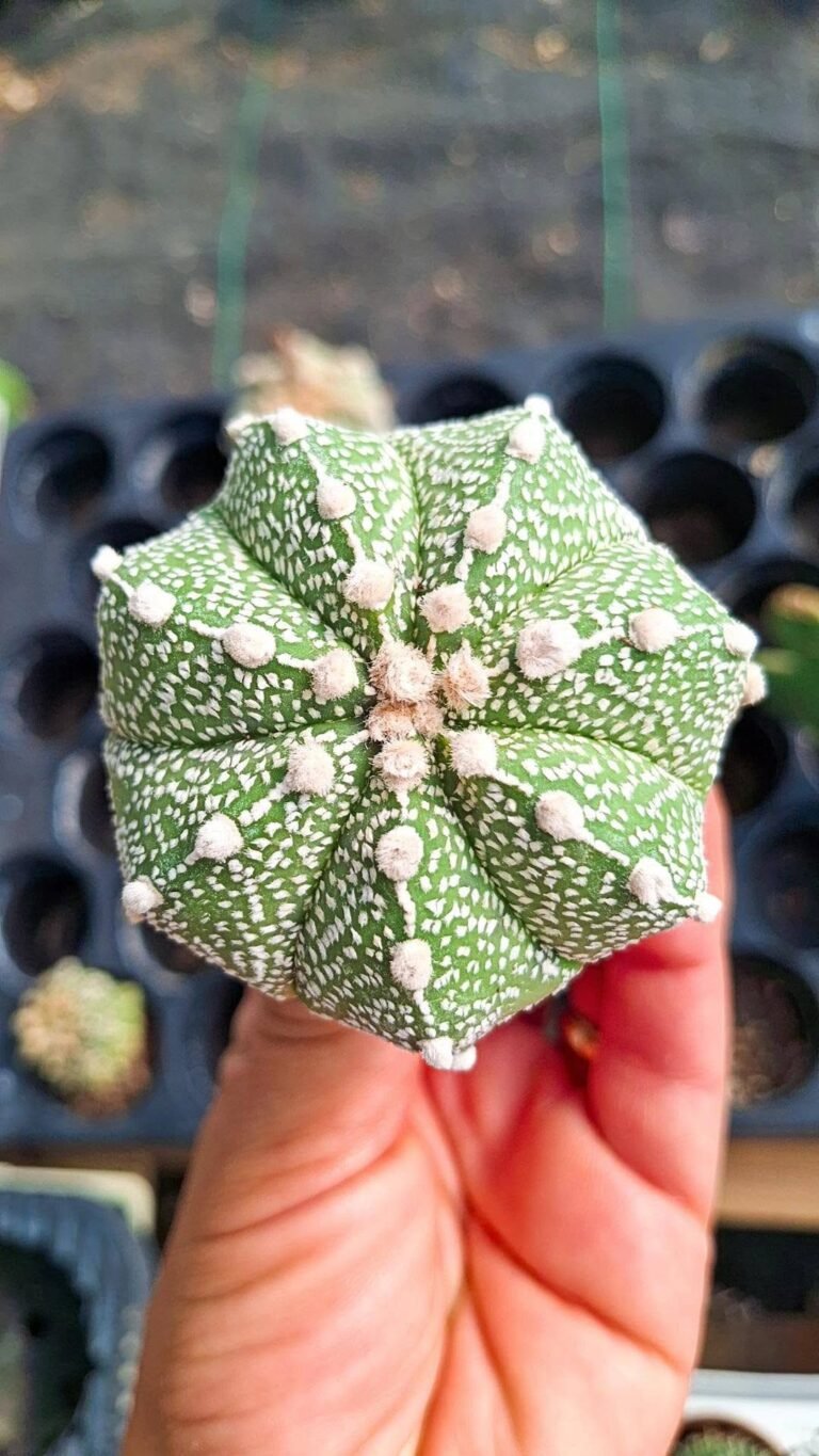 Astrophytum asterias Hybrid multicostatus