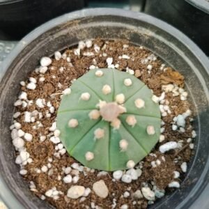 Astrophytum Asterias Hybrid