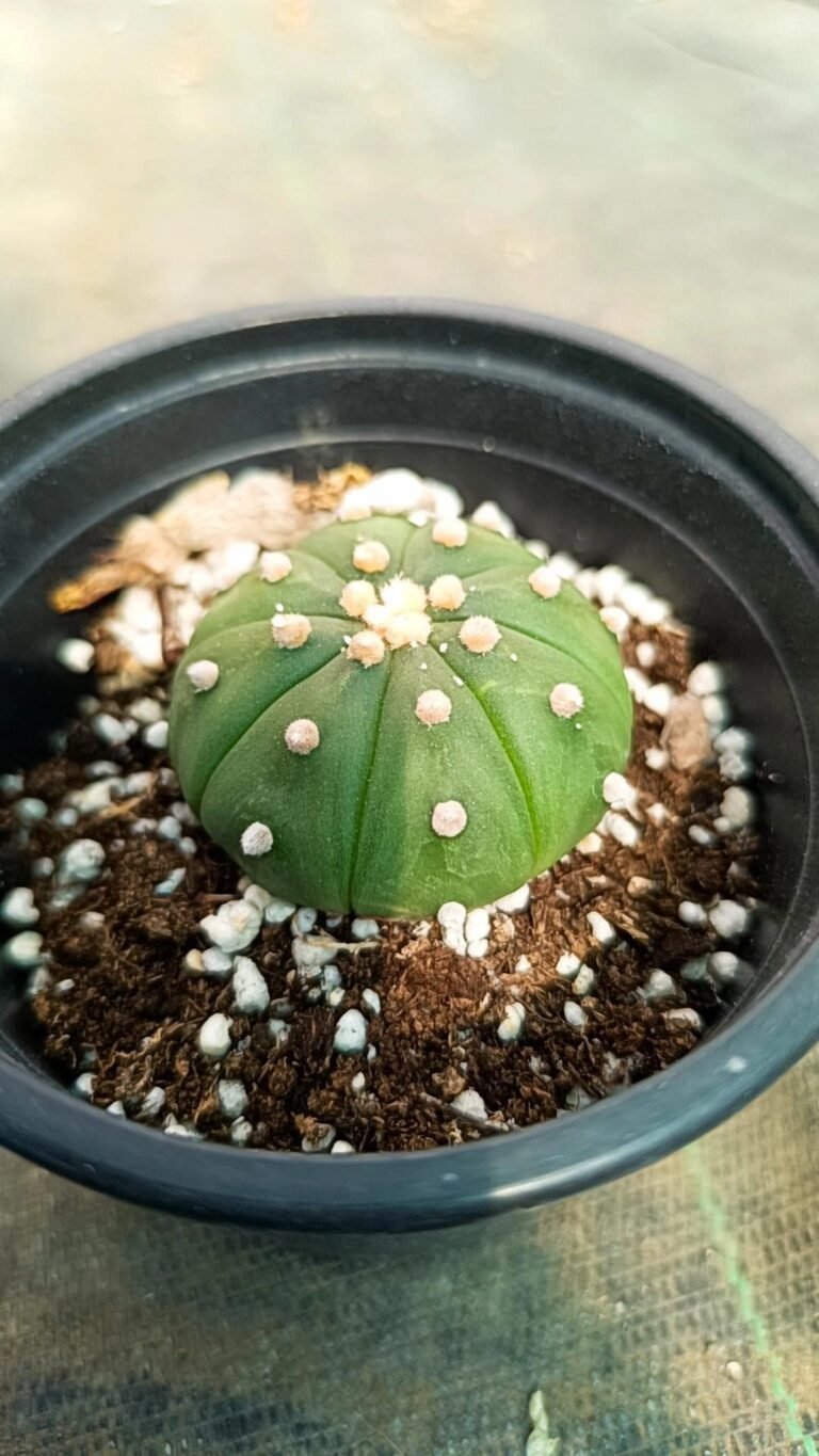 Astrophytum asterias nudum Hybrid x ooibo