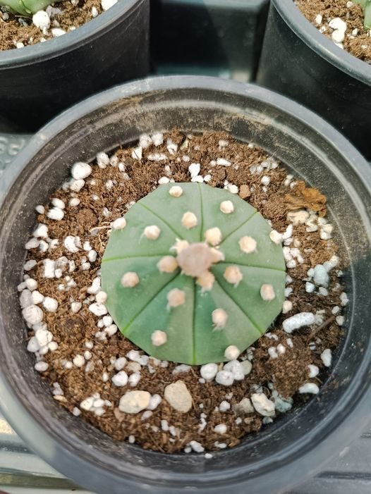 Astrophytum Asterias Hybrid