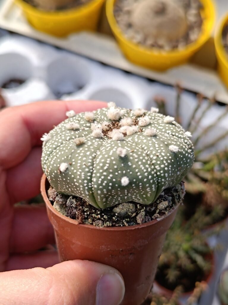 Astrophytum Asterias v. Star Shape
