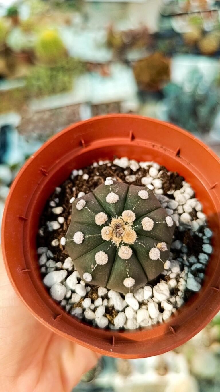 Astrophytum Asterias hybrid x Ooibo