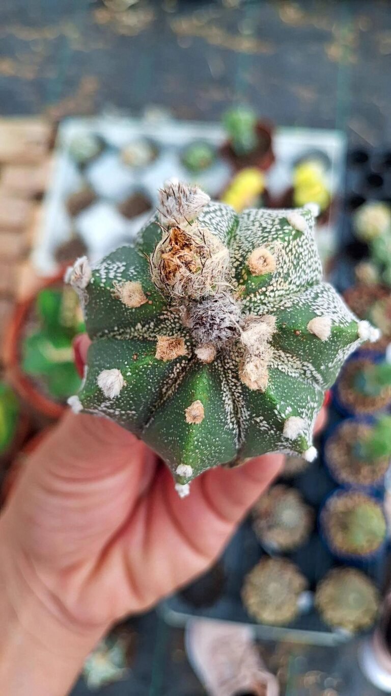 Astrophytum capas