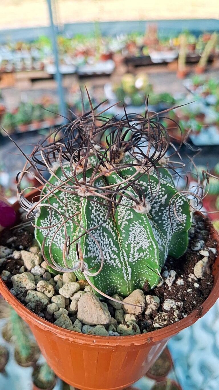 Astrophytum Capricorne Crassispinum
