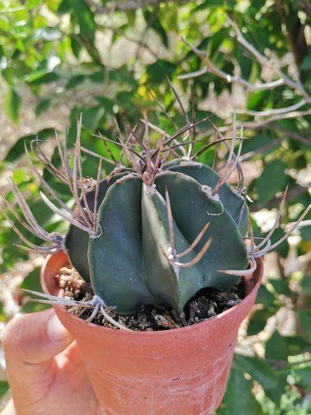 Astrophytum Capricorne Senilis