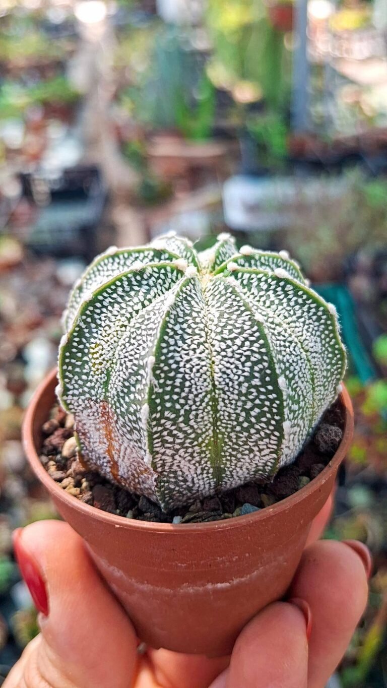 Astrophytum Capricorne x Asterias