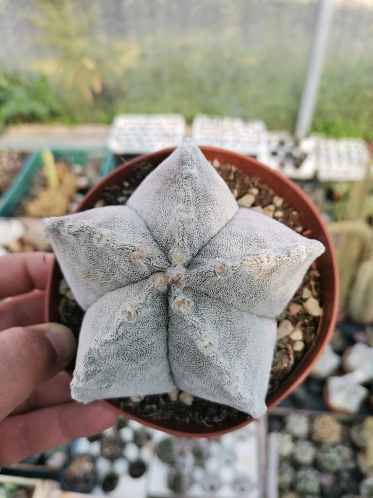 Astrophytum Coahuilense