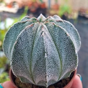 Astrophytum cokabuto hybrid