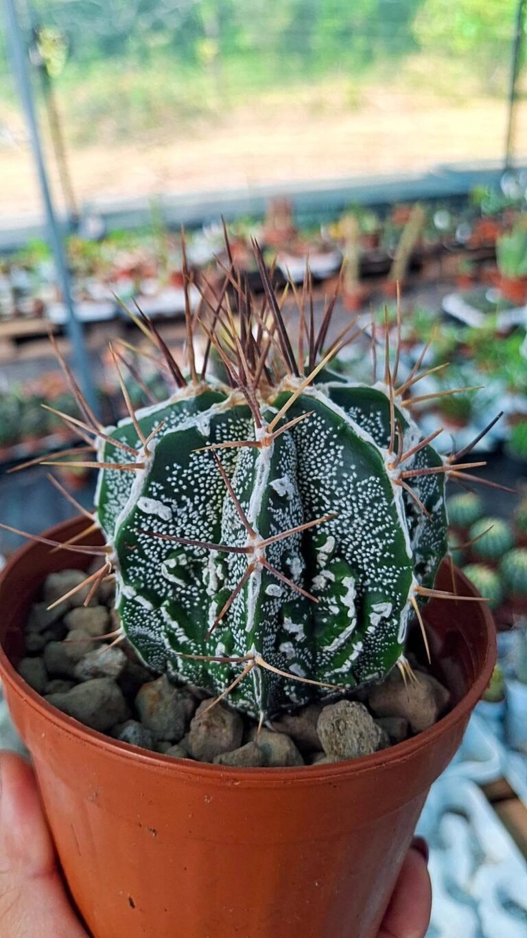 Astrophytum Ornatum cv Hannya Dinosaur