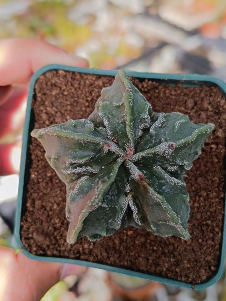 Astrophytum Fukuryu